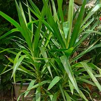 Yucca Aloifolia