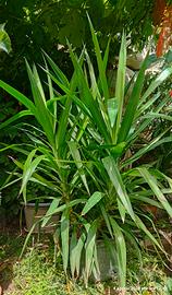 Yucca Aloifolia