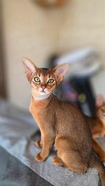 Abissini gattini