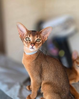 Abissini gattini