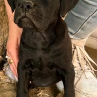 Nike cucciola di cane corso