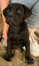 Nike cucciola di cane corso