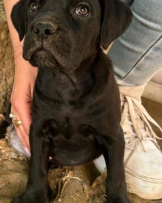 Nike cucciola di cane corso
