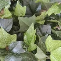 Pianta Edera Artificiale