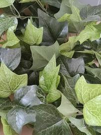 Pianta Edera Artificiale