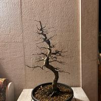Bonsai di carpino