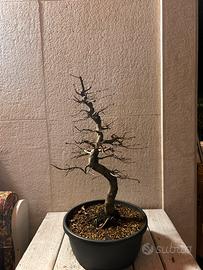 Bonsai di carpino