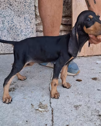 cucciola segugia italiana 