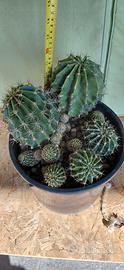 Composizione Echinopsis  #idearegalo