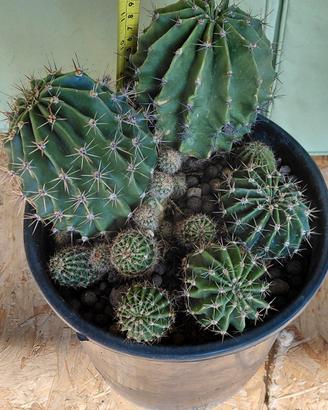 Composizione Echinopsis  #idearegalo