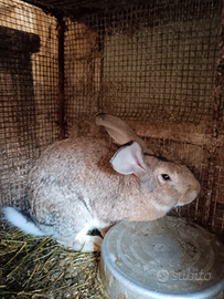 Maschio adulto incrocio gigante