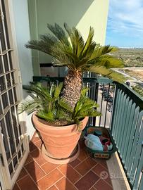 Fornitura piante da giardino