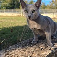 Gatto Blu di Russia da compagnia