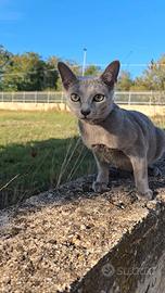 Gatto Blu di Russia da compagnia