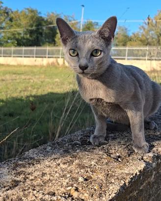 Gatto Blu di Russia da compagnia