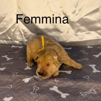 Golden Retriever Americani