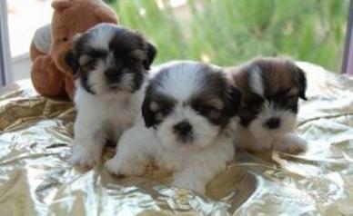 Shihtzu Shih Tzu maschietti