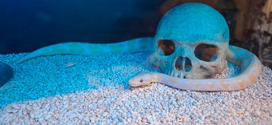 Pitone reale lavender albino 66% het pied
