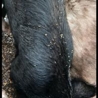 Scrofa