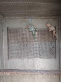 coppia parrocchetto 
