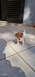 Cucciola di jack Russel