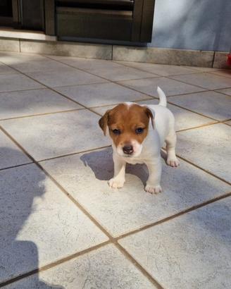 Cucciola di jack Russel