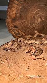 Nasicus Conda het Albino