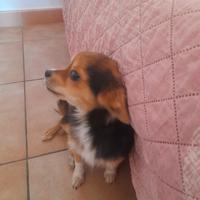 Chiwawa a pelo lungo