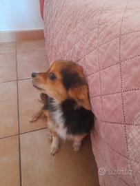 Chiwawa a pelo lungo