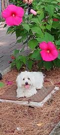 Cuccioli maltese