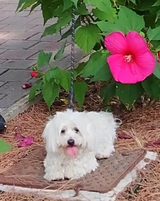 Cuccioli maltese