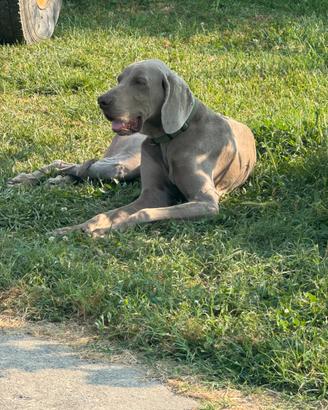 Bracco di Weimar disponibile Weimaraner cucciolata