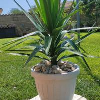 Pianta di Yucca in vaso bianco