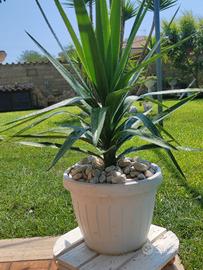 Pianta di Yucca in vaso bianco