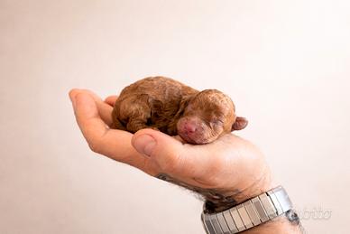 Cucciolo barboncino toy