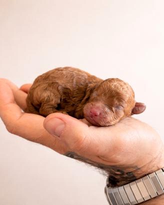 Cucciolo barboncino toy