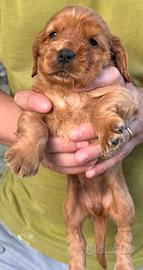 Cuccioli di cocker spaniel