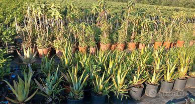 aloe arborescens 
