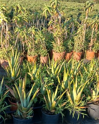 aloe arborescens 