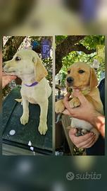 Meticci Labrador