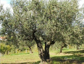 Terreno agricolo con 35 piante di ulivo di 40 anni