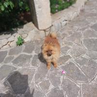 Cucciolo di Spitz volpino