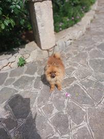 Cucciolo di Spitz volpino