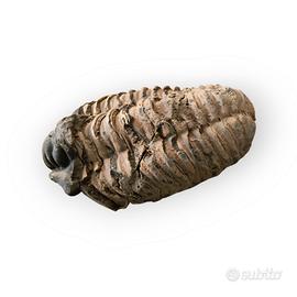 Fossile Vero di Trilobite da Collezione (8.5 cm)