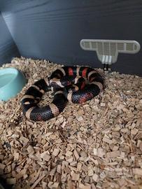 Serpente corallo