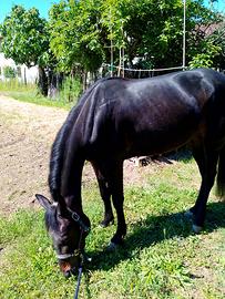 Cavallo