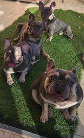 Bulldog alta genealogia