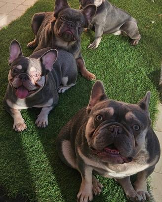 Bulldog alta genealogia