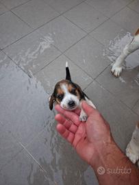 Beagle