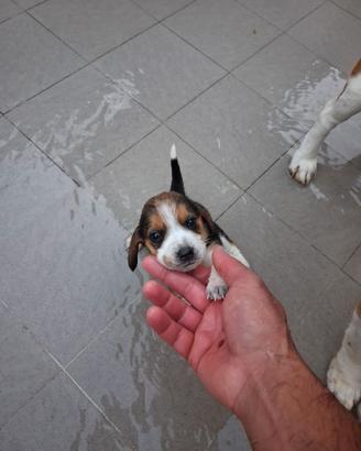 Beagle
